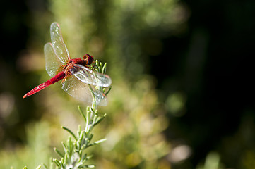 Image showing Butterfly and green background