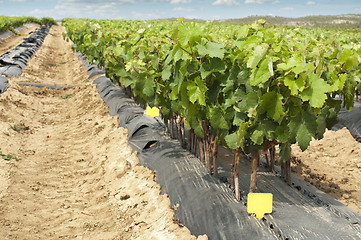 Image showing Young Vineyards in rows.