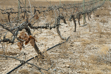 Image showing Poor harvest vineyards