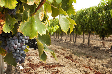 Image showing Vineyards in rows 