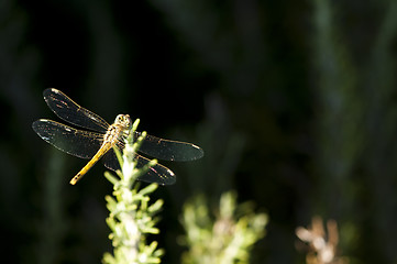 Image showing Butterfly and green background