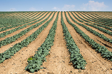 Image showing Cabbage plantation