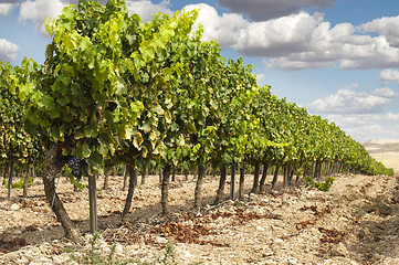 Image showing Vineyards in rows and blue sky