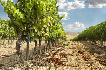 Image showing Vineyards in rows and blue sky