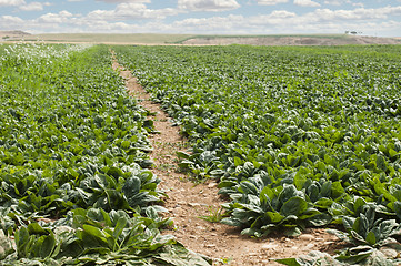 Image showing Spinach plantation