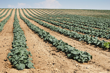 Image showing Cabbage plantation