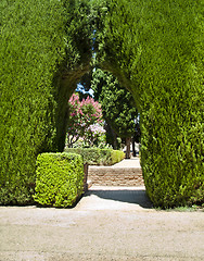 Image showing Garden with green bushes