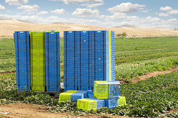 Image showing Harvest Spinach in plantation