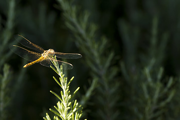 Image showing Butterfly and green background