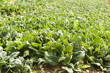 Image showing Spinach plantation
