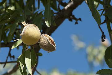 Image showing Almonds on branch