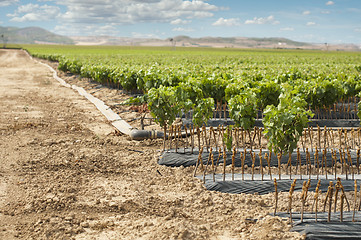 Image showing Young Vineyards in rows.