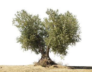 Image showing Olive tree white isolated