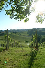 Image showing weinberg | vineyard