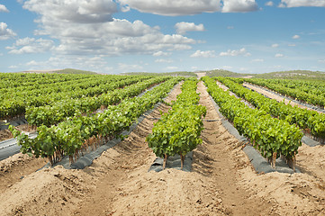 Image showing Young Vineyards in rows.