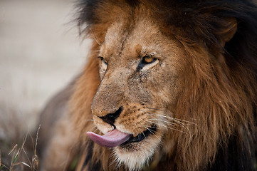 Image showing Lion sticking his tongue out