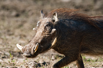 Image showing Running warthog