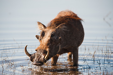 Image showing Brown hairy warthog