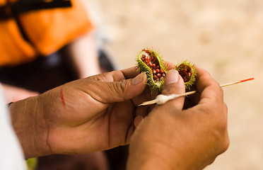 Image showing Harvesting Annato dye