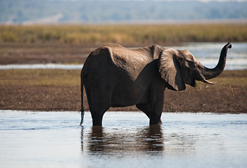 Image showing African bush elephant