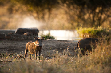 Image showing Wild boar