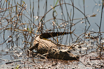 Image showing African crocodile