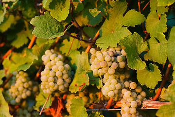 Image showing Grapes growing