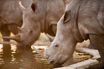 Image showing Rhinos at a watering hole