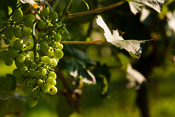 Image showing Grapes growing