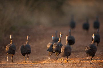 Image showing Helmeted guineafowl running away