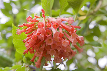 Image showing Iochroma coccineum