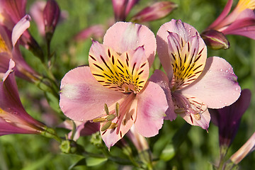 Image showing Alstroemeria Saturne