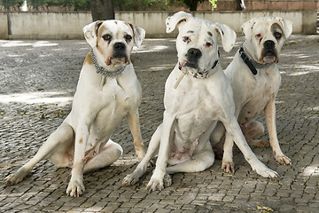 Image showing white boxer in the city