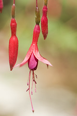 Image showing Fuchsia magellanica