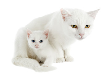 Image showing white kitten and mother