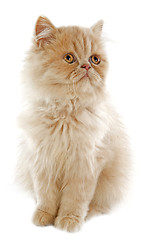 Image showing persian kitten