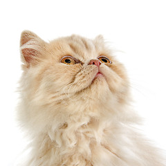 Image showing persian kitten