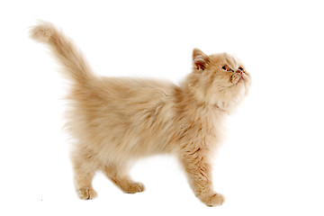 Image showing persian kitten