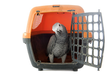 Image showing African Grey Parrot in kennel