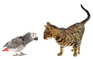 Image showing scaring Parrot and cat