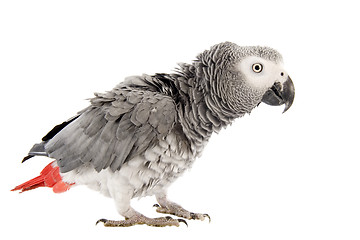 Image showing scaring African Grey Parrot 