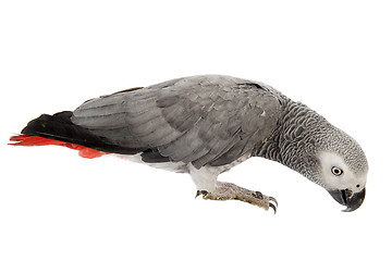 Image showing African Grey Parrot 