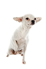 Image showing white chihuahua