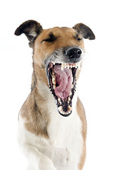 Image showing yawning smooth fox terrier 