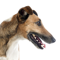 Image showing smooth fox terrier 