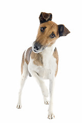 Image showing smooth fox terrier 