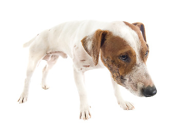 Image showing wounded jack russel terrier