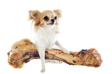 Image showing chihuahua and bone