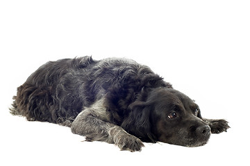 Image showing old brittany spaniel