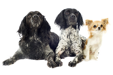 Image showing brittany spaniels and chihuahua